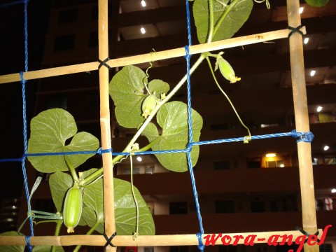 gold melon