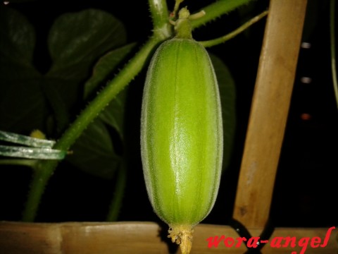 gold melon