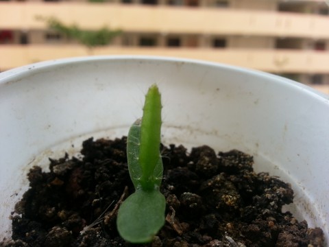 กล้า columbia yellow pitahaya