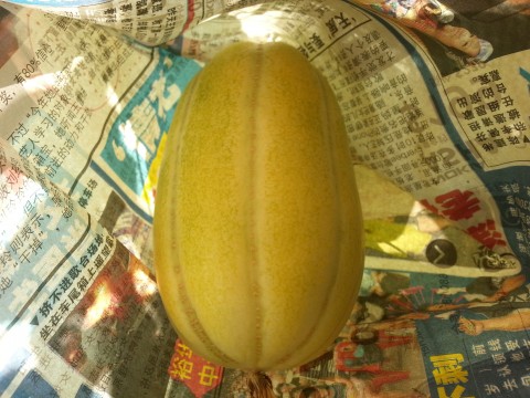 gold melon