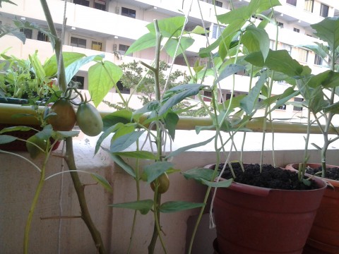 ถั่วลายทหาร
