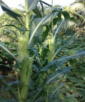 ข้าวโพด