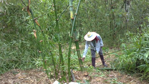 ไผ่