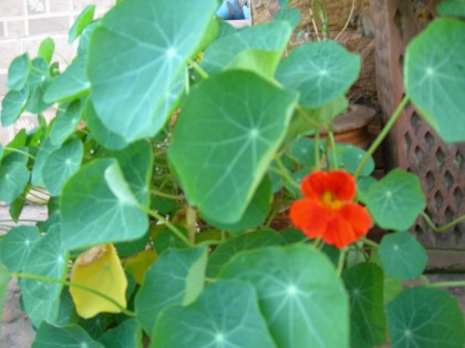 Nasturtium