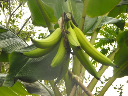 ใครทราบชื่อกล้วยพันธุ์นี้บ้างคะ  ลูกละ กิโลนิด ๆ ค่ะ
