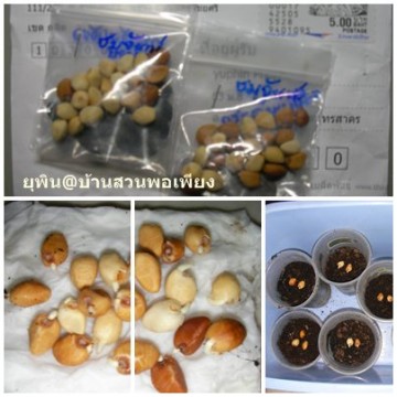 ชมจันทร์ จากคุณชอบ