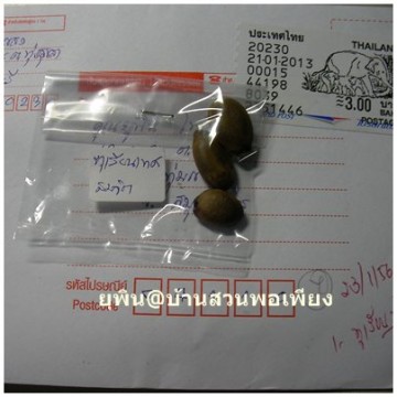 ทุเรียนเทศ..จากสมจิต