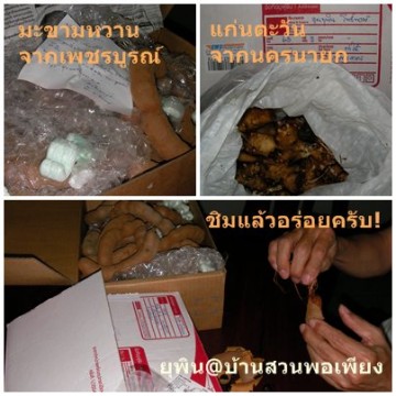 มะขามหวาน/แก่นตะวัน