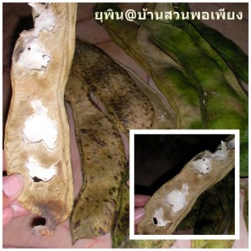 แจกกันนิด