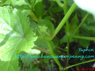 ต้นที่3 ก็กำลังงามมีฝักเล็กๆ เช่นกัน