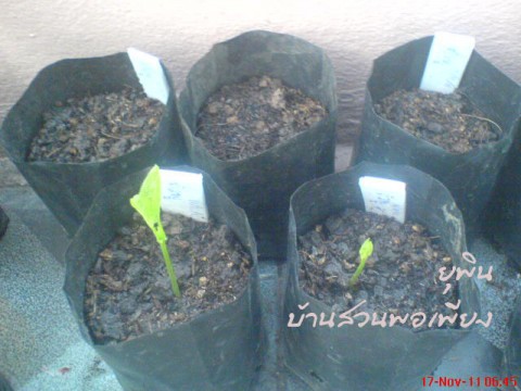 เมล็ดที่งอกลงกระถางได้ 6-7 วันก็แตกใบอ่อนให้เห็นค่ะ