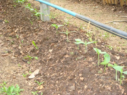 การบ้านครูแก้ว