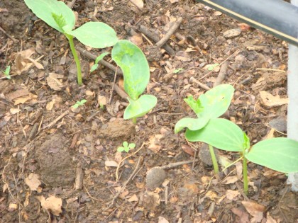 การบ้านครูแก้ว