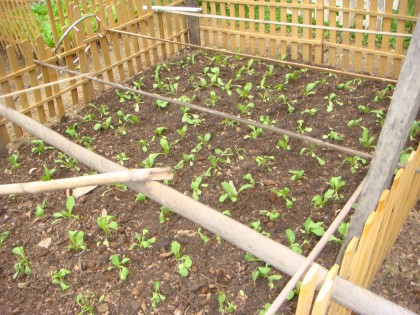 การบ้านครูแก้ว