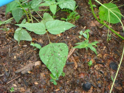 การบ้าน