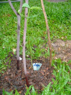 การบ้าน