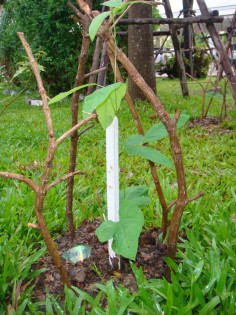 การบ้าน