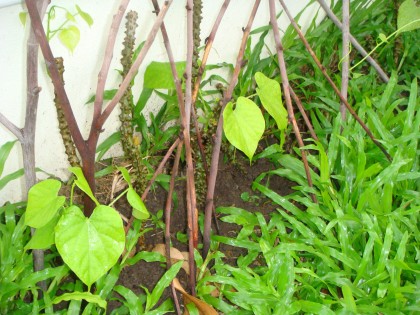 การบ้าน