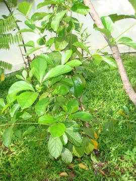 ต้นอะไร