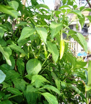 Green Chillies