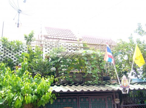 Garden on Roof