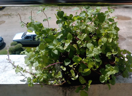 สะระแหน่ผอมๆ