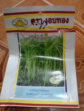 ผักบุ้งจีน