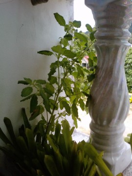 กะเพราแอบแสง