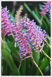 ตัวอย่างดอกไม้ขีดค่ะ