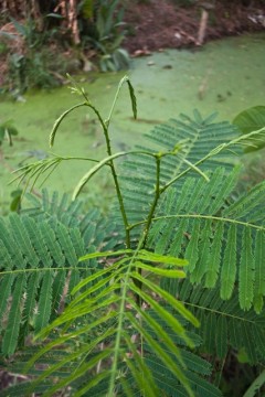 ขะอม ขะอม