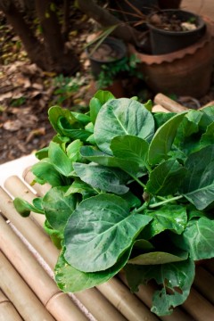 คะน้า คะน้า