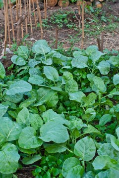 แปลงคะน้า แปลงคะน้า